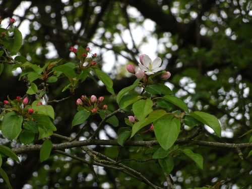 Malus sylvestris (European Wild Apple)