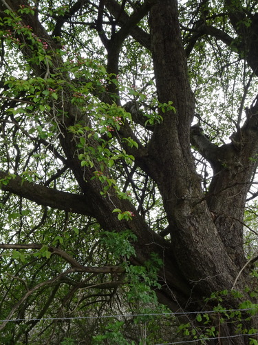 Malus sylvestris (European Wild Apple)