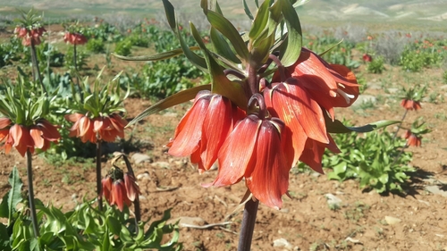 Fritillaria imperialis (crown imperial)