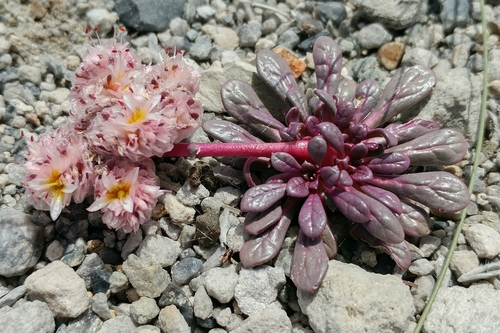 Calyptridium (pussypaws) (alternate view 3)