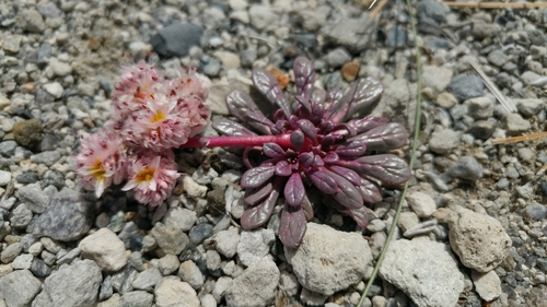 Calyptridium (pussypaws) (alternate view 4)