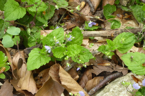 Veronica montana (Wood Speedwell)