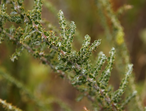 Acacia paradoxa (Kangaroo thorn) (alternate view 6)