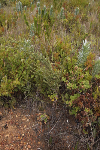 Acacia paradoxa (Kangaroo thorn) (alternate view 7)