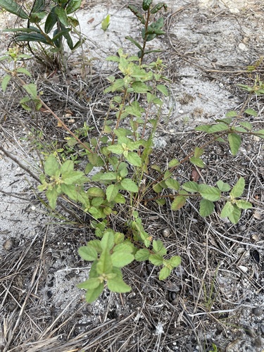 Croton glandulosus (Tropic Croton) (alternate view 2)