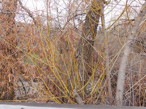 Salix × fragilis (hybrid crack willow) (alternate view 9)