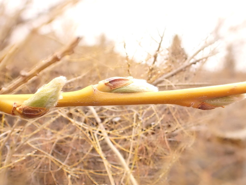 Salix × fragilis (hybrid crack willow) (alternate view 10)