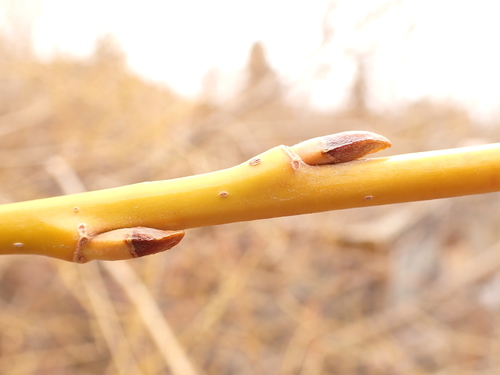 Salix × fragilis (hybrid crack willow) (alternate view 11)