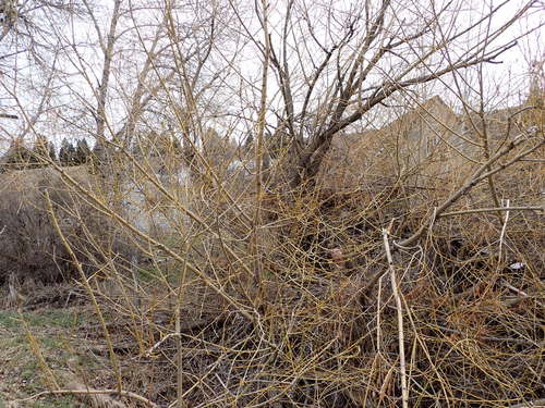 Salix × fragilis (hybrid crack willow) (alternate view 12)