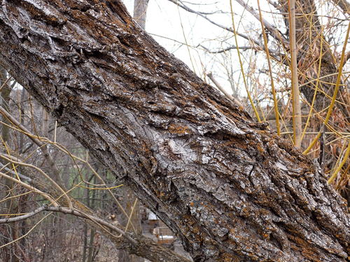Salix × fragilis (hybrid crack willow) (alternate view 13)