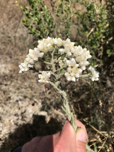 Pseudognaphalium californicum (California cudweed) (alternate view 7)