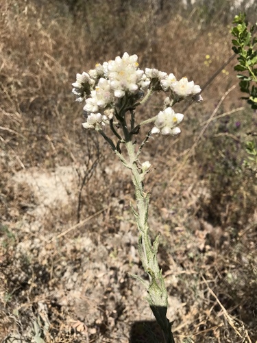 Pseudognaphalium californicum (California cudweed) (alternate view 8)