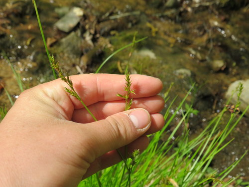 Carex bromoides (Brome-Like Sedge)