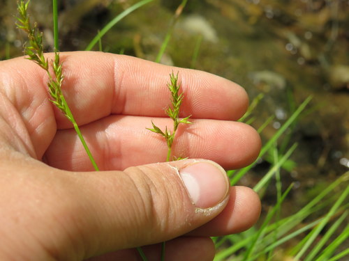 Carex bromoides (Brome-Like Sedge)