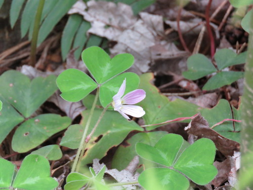 Oxalis oregana (redwood sorrel) (alternate view 4)