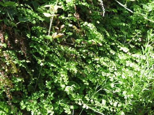 Adiantum jordanii (California Maidenhair Fern) (alternate view 2)