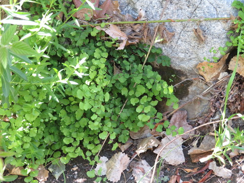 Adiantum jordanii (California Maidenhair Fern)