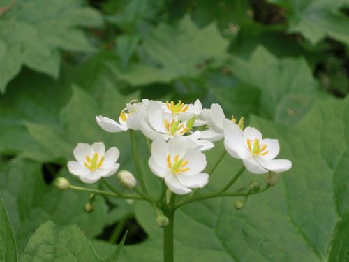Diphylleia cymosa (Umbrella Leaf) (alternate view 4)