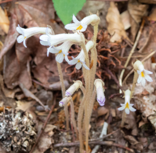 Aphyllon uniflorum (one-flowered cancer-root) (alternate view 5)
