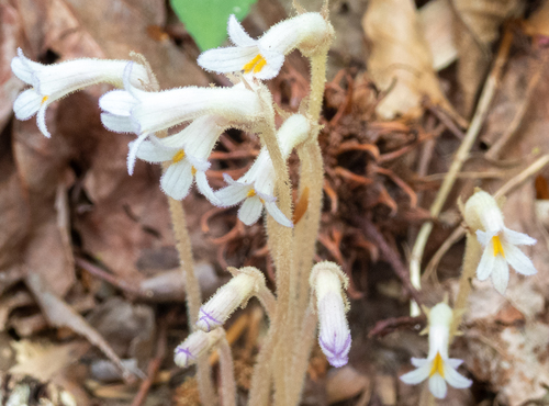 Aphyllon uniflorum (one-flowered cancer-root) (alternate view 4)