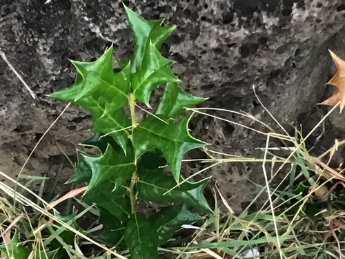 Ilex cornuta (Chinese holly) (alternate view 6)