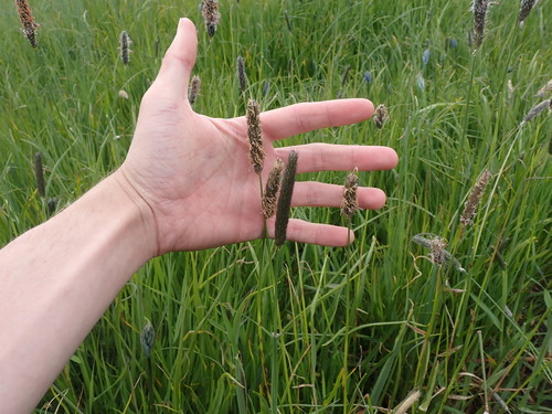 Alopecurus pratensis (Meadow Foxtail)