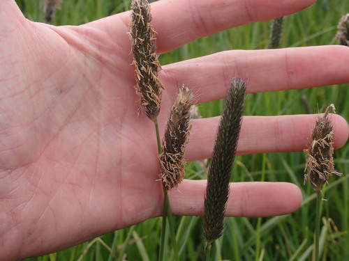 Alopecurus pratensis (Meadow Foxtail)