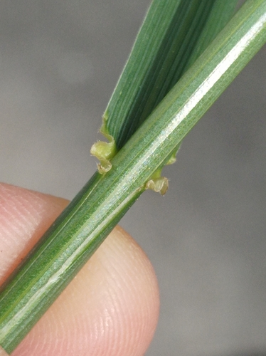 Lolium arundinaceum (tall fescue)