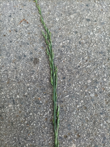 Lolium arundinaceum (tall fescue)