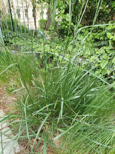 Lolium arundinaceum (tall fescue)