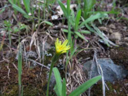 Uropappus lindleyi (silverpuffs) (alternate view 3)