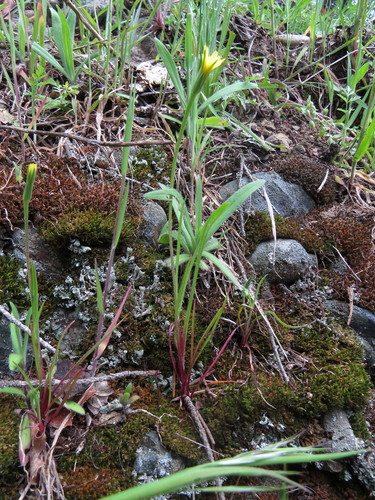 Uropappus lindleyi (silverpuffs) (alternate view 4)