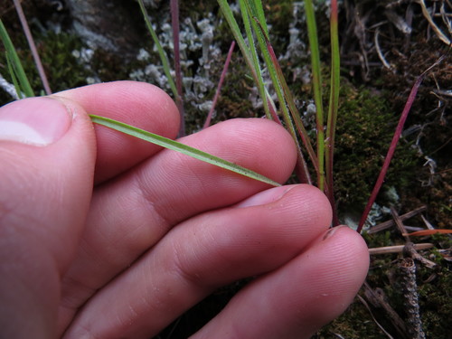 Uropappus lindleyi (silverpuffs) (alternate view 5)