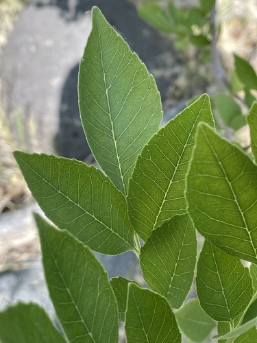 Fraxinus velutina (Velvet Ash) (alternate view 3)