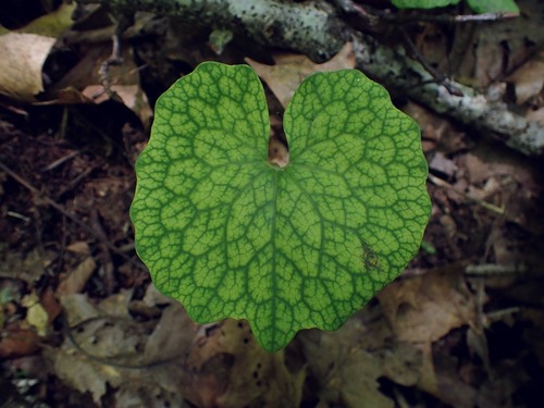 Sanguinaria