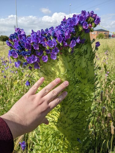 Echium plantagineum (purple viper's-bugloss)