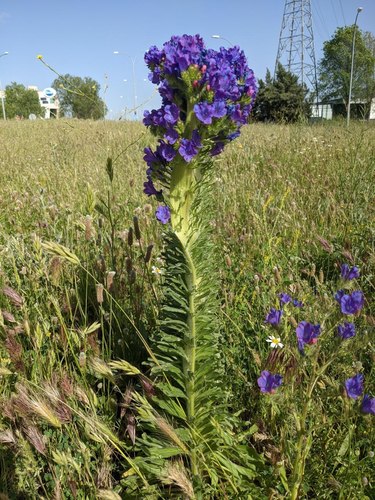 Echium plantagineum (purple viper's-bugloss)