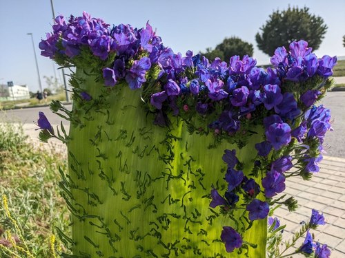 Echium plantagineum (purple viper's-bugloss)