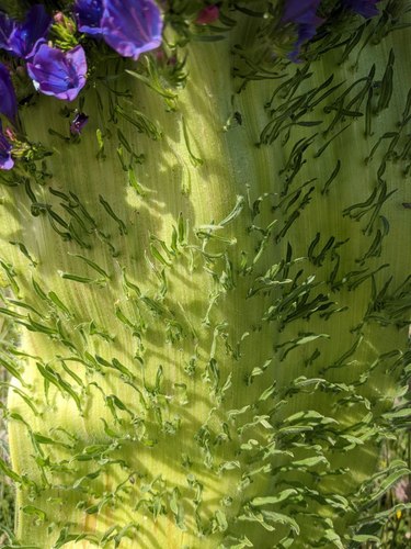 Echium plantagineum (purple viper's-bugloss)
