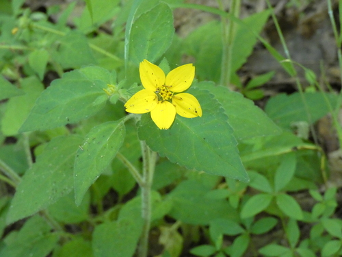 Chrysogonum virginianum (northern green-and-gold) (alternate view 8)