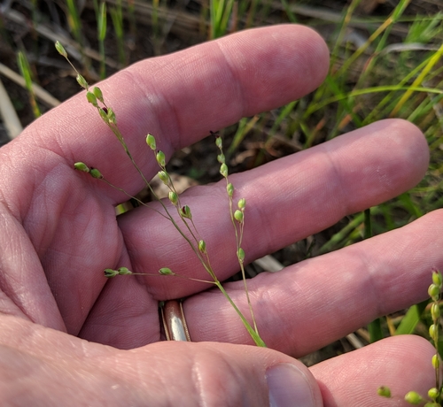 Dichanthelium oligosanthes (Heller's Rosette Grass) (alternate view 5)