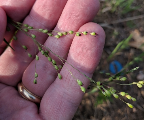 Dichanthelium oligosanthes (Heller's Rosette Grass) (alternate view 6)
