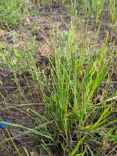 Dichanthelium oligosanthes (Heller's Rosette Grass) (alternate view 7)