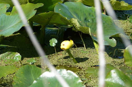 Nuphar advena (spatterdock) (alternate view 8)