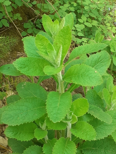 Mentha suaveolens (Apple Mint)