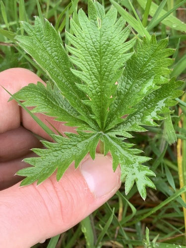 Potentilla gracilis (Slender Cinquefoil)