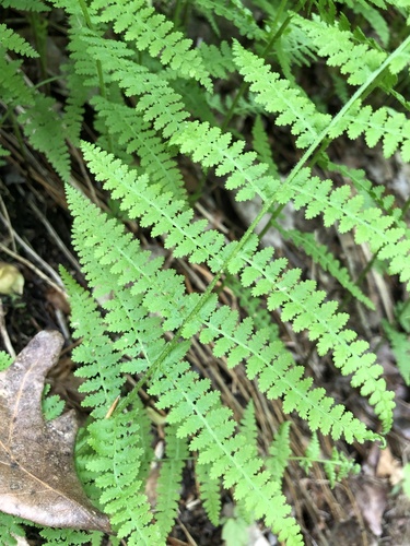 Dennstaedtia punctilobula (Hay-Scented Fern)