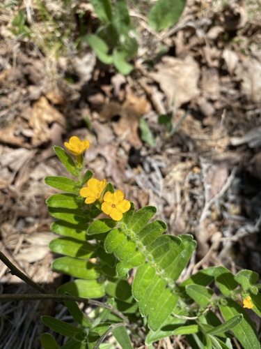 Lithospermum canescens (hoary puccoon) (alternate view 4)