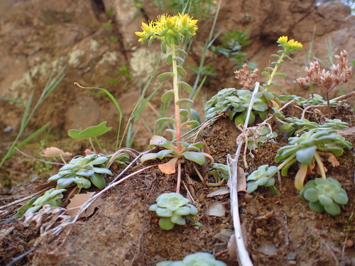 Sedum spathulifolium (Broadleaf Stonecrop) (alternate view 2)