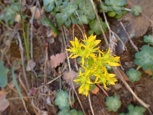 Sedum spathulifolium (Broadleaf Stonecrop) (alternate view 3)